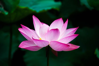 La fleur de lotus: Significations d'un symbole sacré !